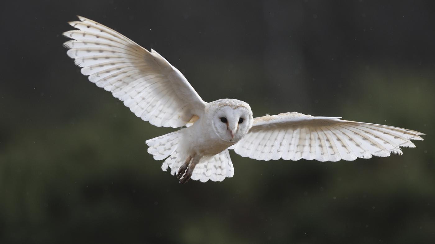 Why owls fly at night Our Own Kids Club